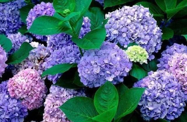 这几款花卉养在家里,花开媲美玫瑰,花朵姿态万千,美