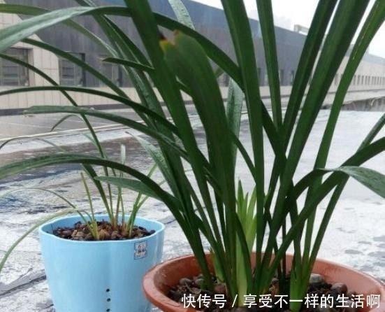 春雨贵如油，这6种花，越淋雨长得越旺盛！春雨贵如油，这6种花，越淋雨长得越旺盛！