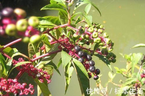 胭脂香粉|农村一种稀罕野草，形似山萝卜，根似人参，农民称之为“金七娘”