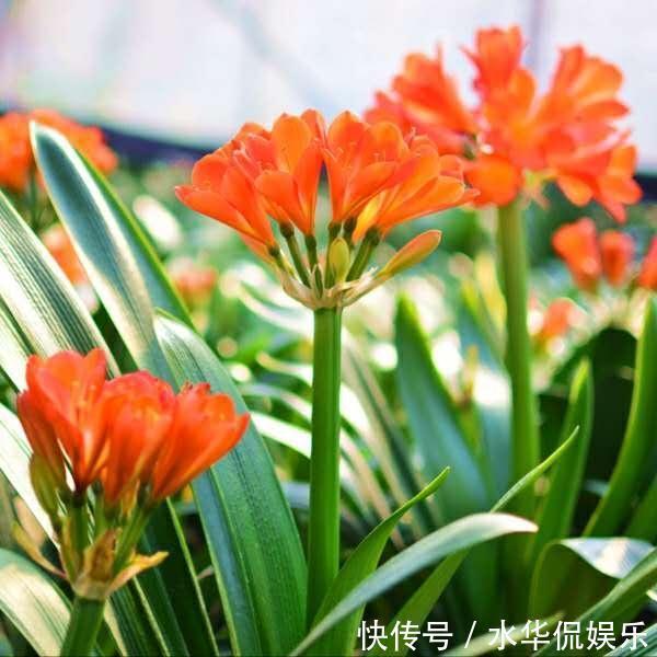 马上过年，君子兰出来花苞没有开，三个小方法，让它快速开花