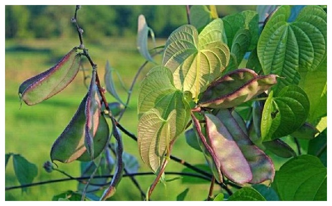 农家小院最受欢迎的几种蔬菜，随吃随取，你最喜欢吃那个