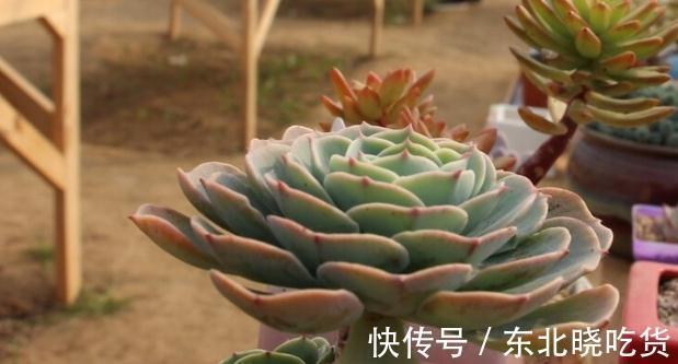 蒂亚怎么爆盆，蒂亚养殖注意事项