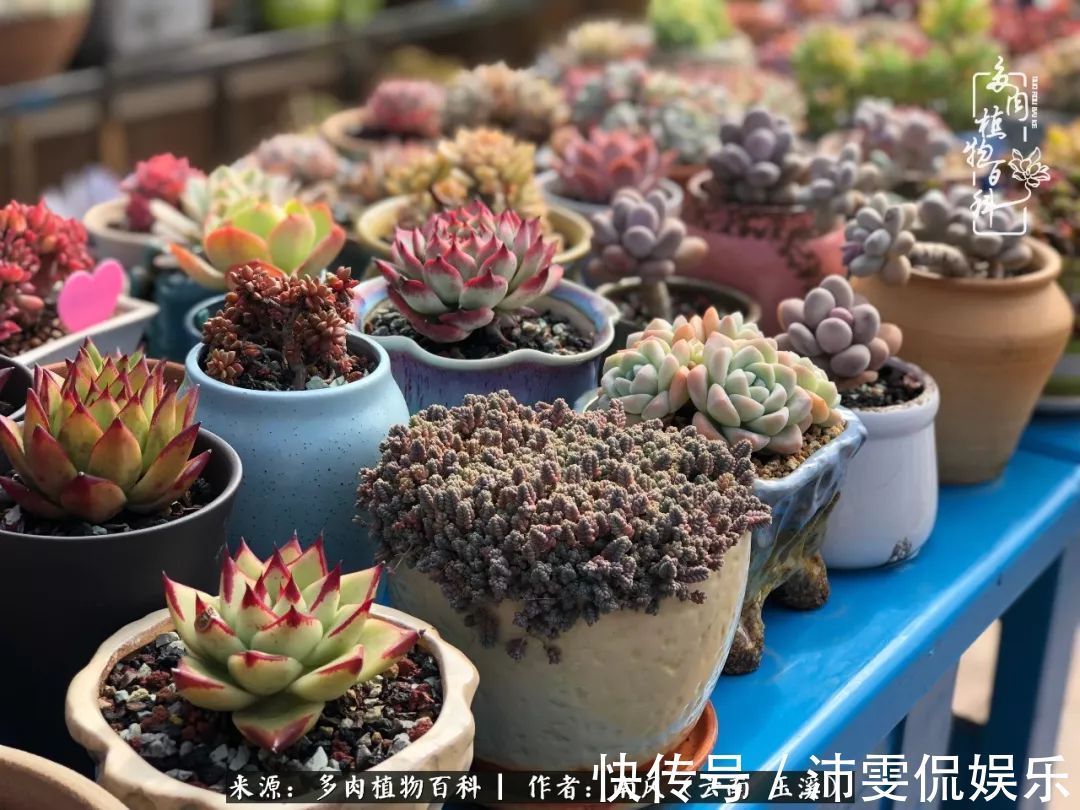 深秋里,种多肉、赏多肉、会肉友,马不停蹄快乐多!