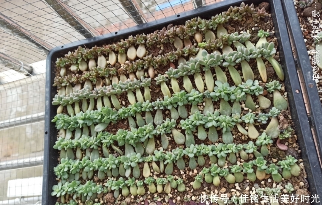 天竺葵|8种花夏天太容易死,现在赶紧扦插,死了也不心疼