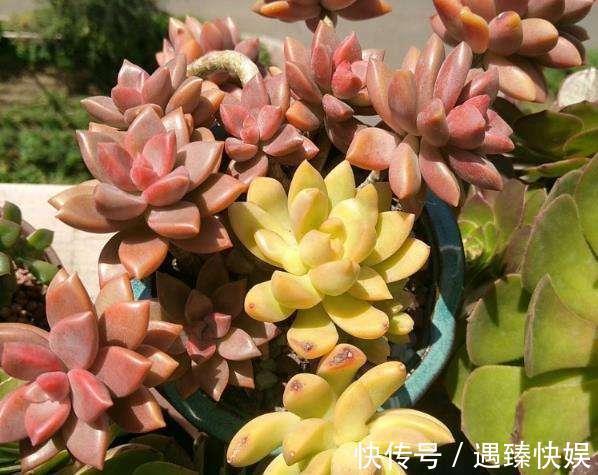 多肉叶片“发软”怎么办浸盆晒太阳,轻松就解决!