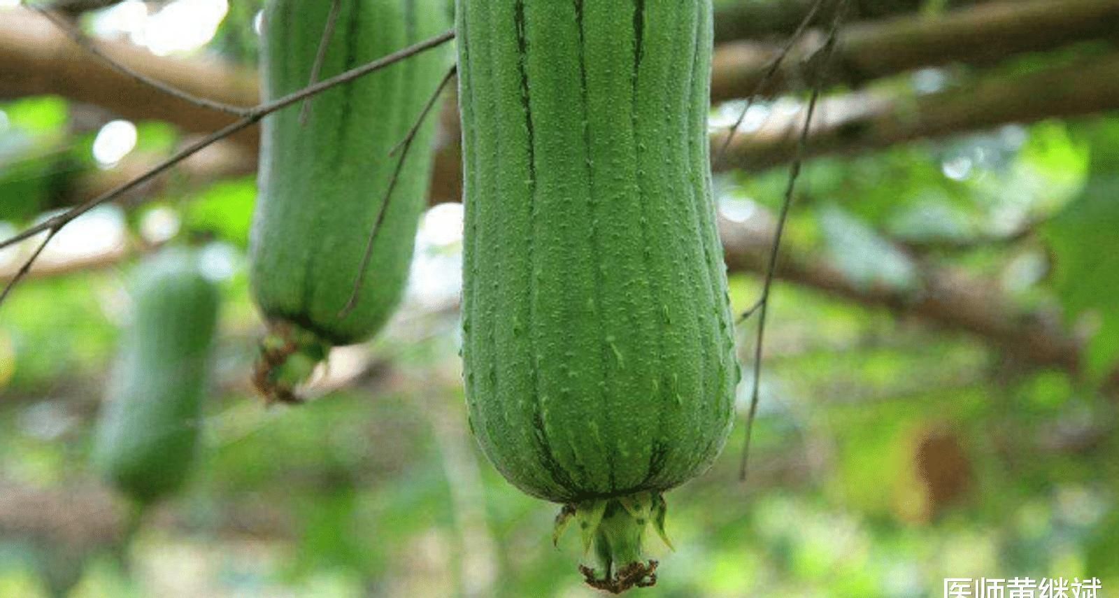 维生素b|不仅能美容养颜，还可以清热消暑，丝瓜的功效和作用有哪些