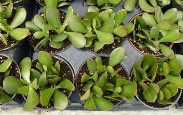 成活率|夏天这8种花,很好扦插,生根成活率高,不用再买