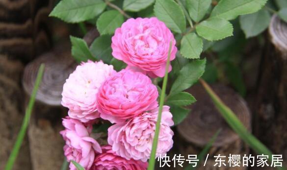 农历7月9号起 最适合养这些花 漂亮像彩虹 花型奇特美丽 粉紫色