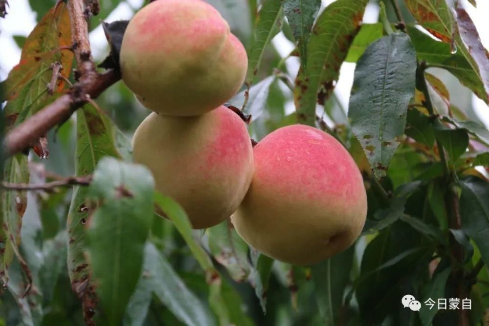 冬桃基地|冬天还有新鲜桃子吃？蒙自人太幸福了！