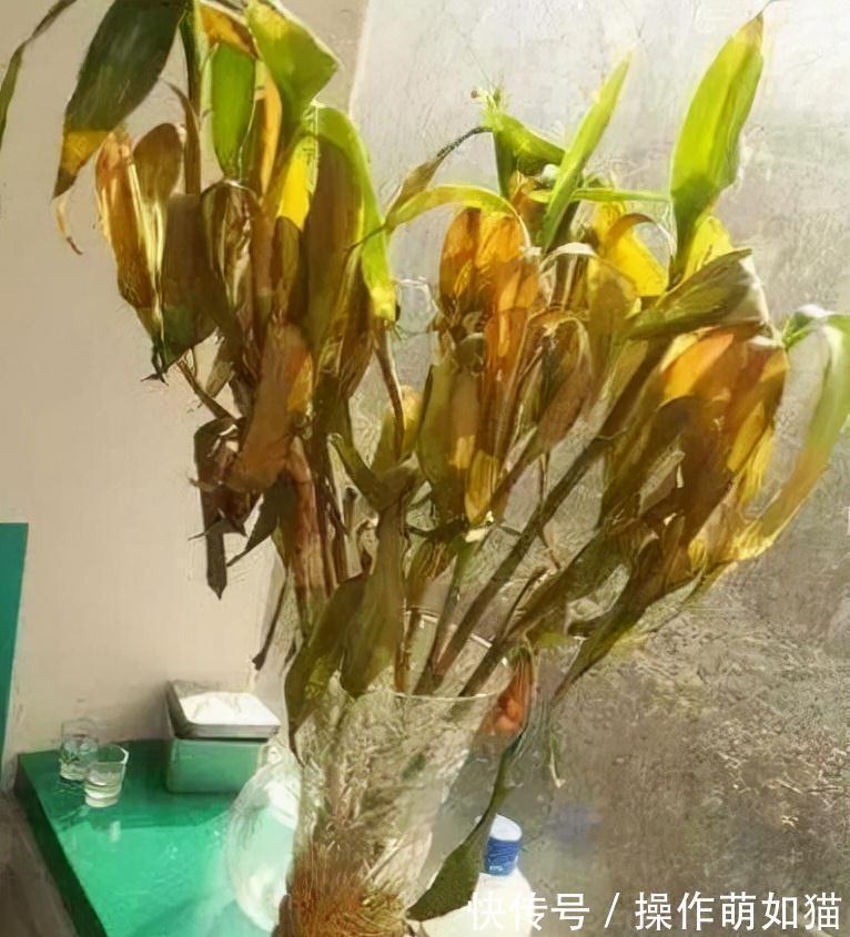 4种植物脸皮薄,阳台上光线一照,黄叶不生长,赶紧换地儿