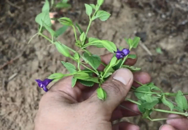 蓝猪耳|以“猪耳”命名的野草,开着蓝色小花很漂亮,入药还能清热止咳