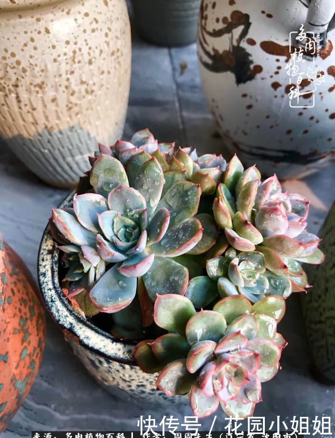 不羡鸳鸯不羡仙,只羡东北来春天!多肉冬去春来!