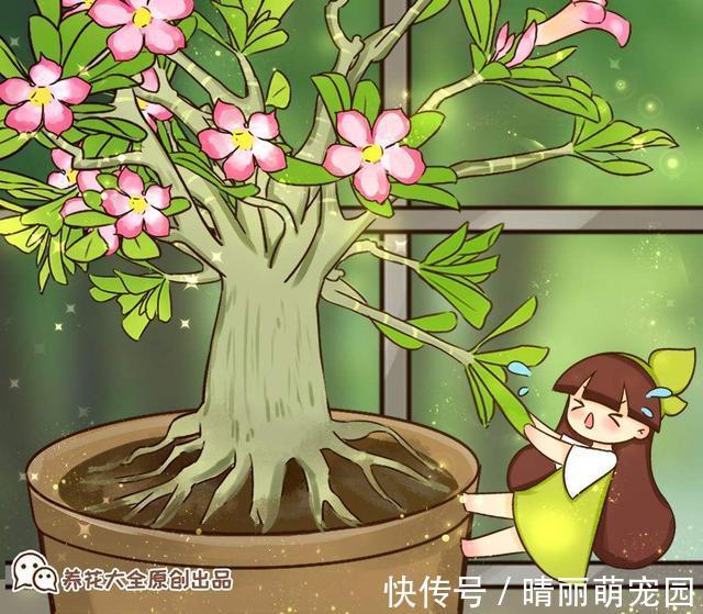 沙漠玫瑰|夏天3种植物，浇水越多死的越快，赶紧管住手