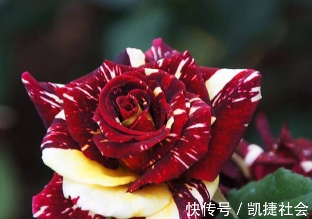 6种冷门月季，看一眼就中“毒”，没养的人都后悔了！