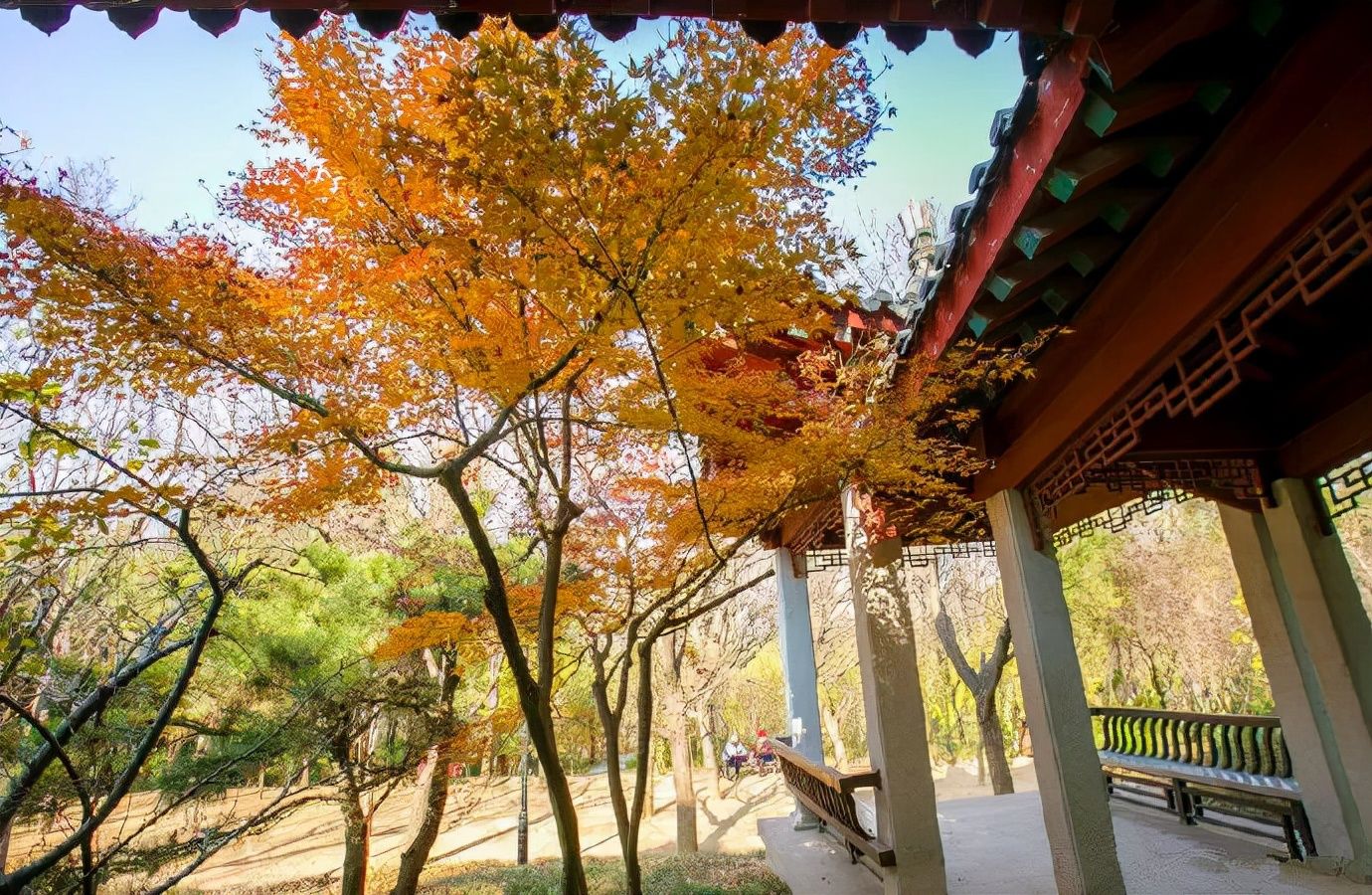 秋天|一年好景君须记，最是橙黄橘绿时！带您提前解千佛山浪漫的秋天