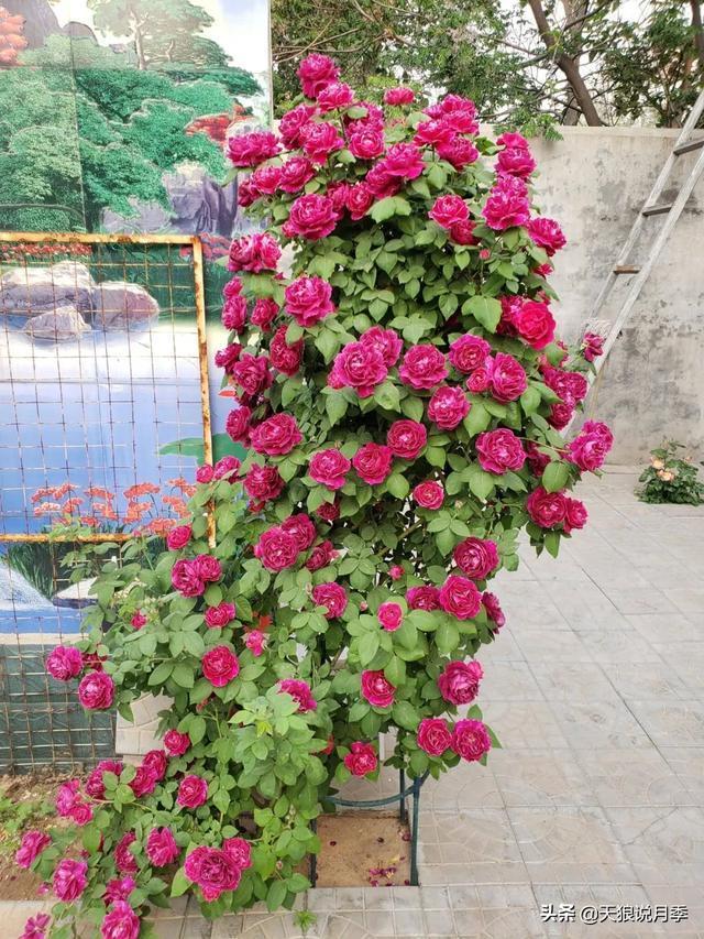 圆滚滚的绣球,瀑布般的花墙,这届花友也太会种花了吧