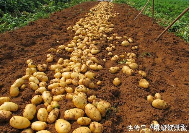 住楼房咋保存土豆?教你1个好方法,吃到明年春天不变绿不发芽