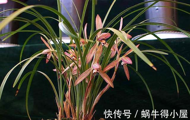 植株|盛夏兰花太“难养活”?做好5个重点,植株长得旺,花苞一大盆
