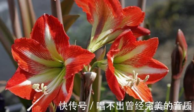 阳台|封闭阳台养5种花,不容易黄叶落叶,开花还很漂亮