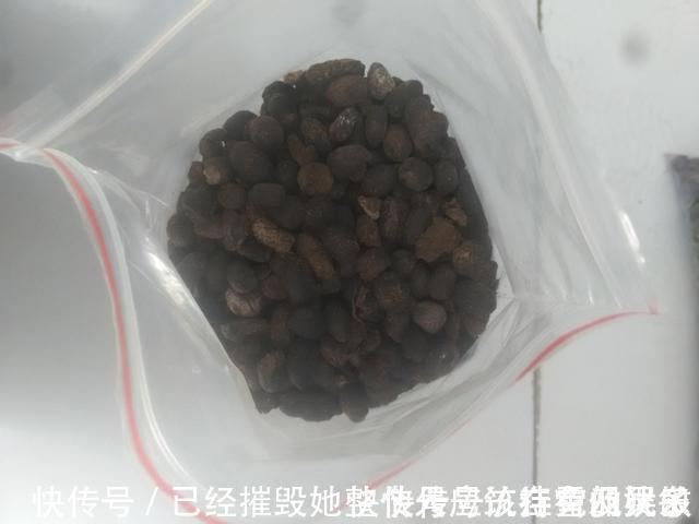 新芽|虎皮兰“长得慢”扒开土喂点“出芽肥”,新芽就像“竹笋”