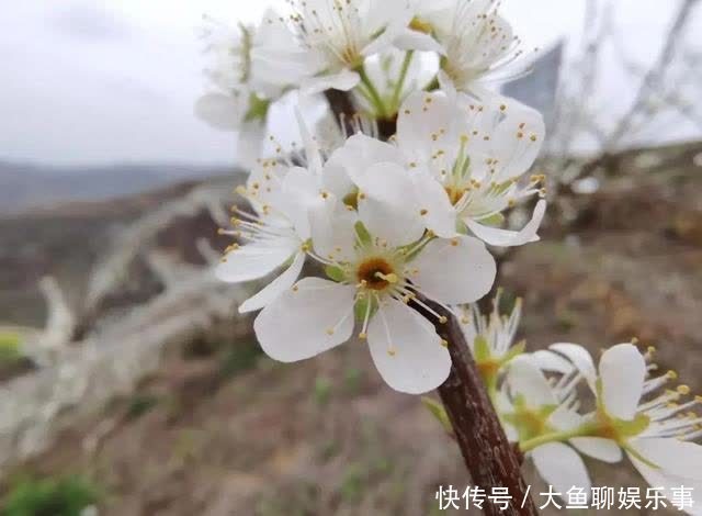 “云”赏花！镇宁李花樱花醉游客