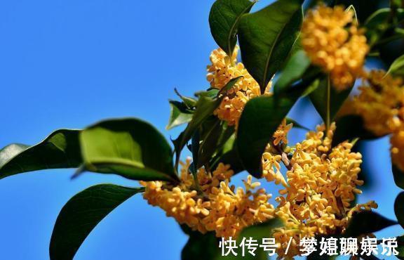 桂花|养桂花,别犯2个“错”,枝叶繁茂,花量更大,香味更足