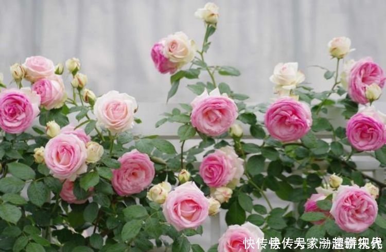 龙沙|4种花现在养刚刚好,比玫瑰漂亮100倍,花大多又艳