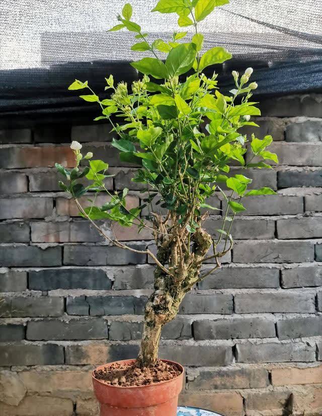 4种“陷阱”花,不适合新手,花店遇到要避开,别白花买花钱