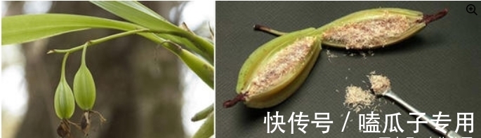 做对了这几件事,蝴蝶兰能养100年