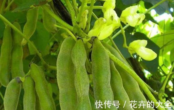 野菜|农村一野菜,是“护腰圣手”,治腰脊酸痛,清热凉血,了解下