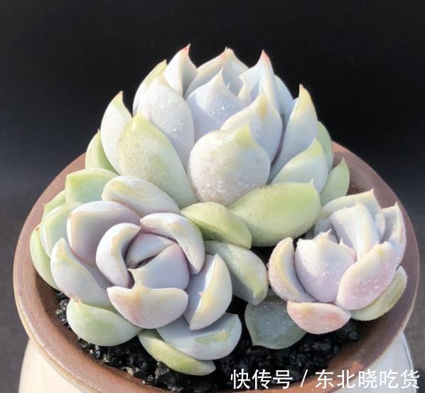 盘点十款适合新手的多肉，皮实健壮长势好，越养植株越漂亮