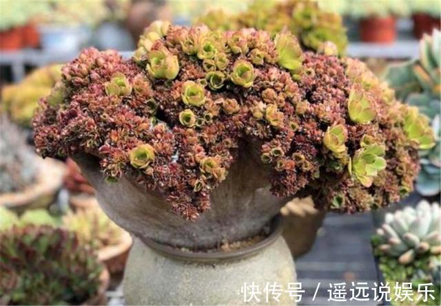 王奶奶养多肉，每月喷点“8毛钱”1包的药，轻松长成“扇形老桩”