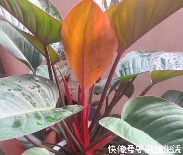 漂亮|这款花卉养在家里,金黄灿灿,寓意吉祥富贵,是漂亮又好养的花