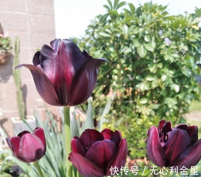 矾根|为了300㎡露台花园，毫不犹豫买了这房子，在城市屋顶过上田园生活！