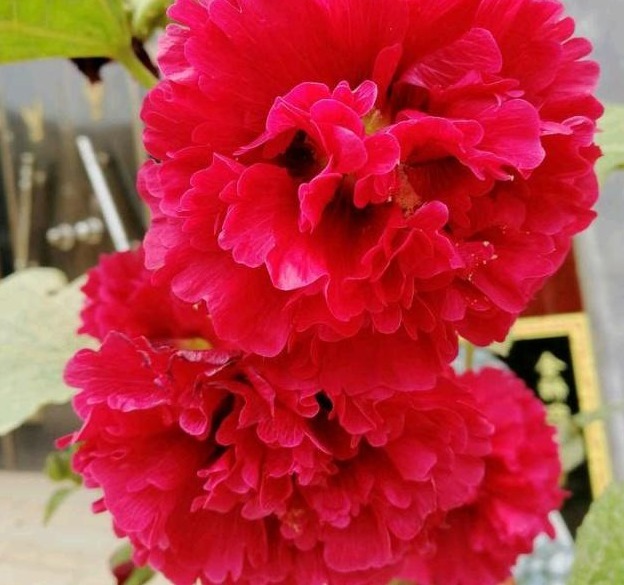 此“花”漂亮不输牡丹,无人养护也能开花,被誉为“养不死”