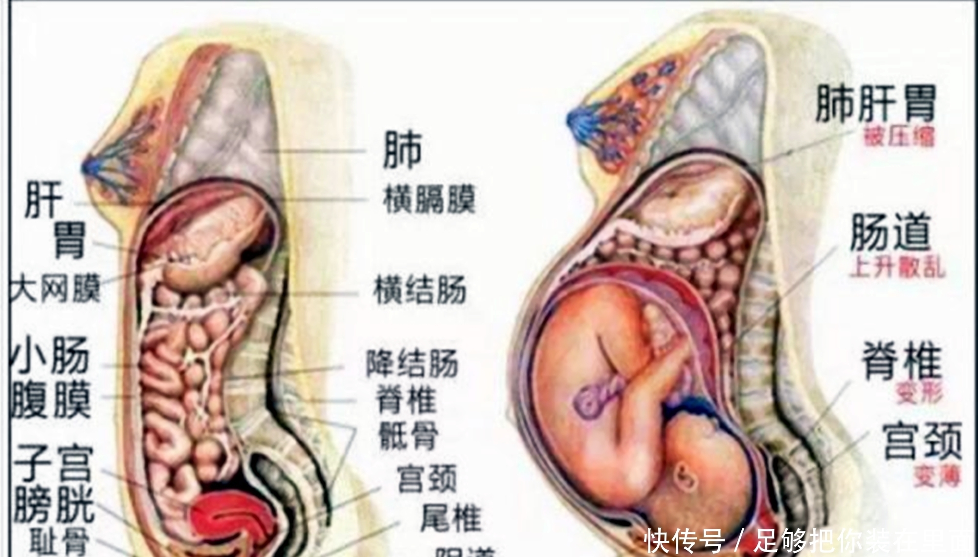 孕晚期|为啥孕晚期一天跑十几趟厕所？内脏偏移挤压的痛，彰显为母则刚