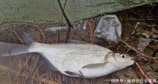 钓鱼|钓鱼“黑”午时不是鱼儿难钓获,而是你方法不对路