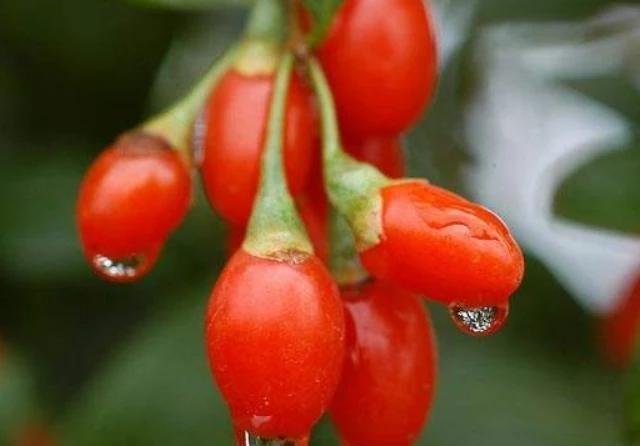 上升|糖尿病的“克星”被发现了,每天坚持吃,或能帮你稳定血糖不上升