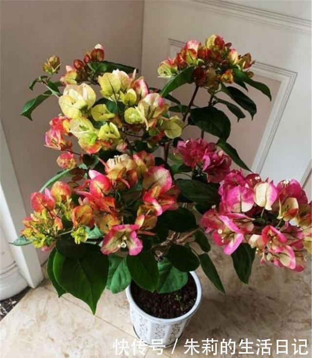 三角梅还没开花春天用3个妙招，让它花儿朵朵冒！