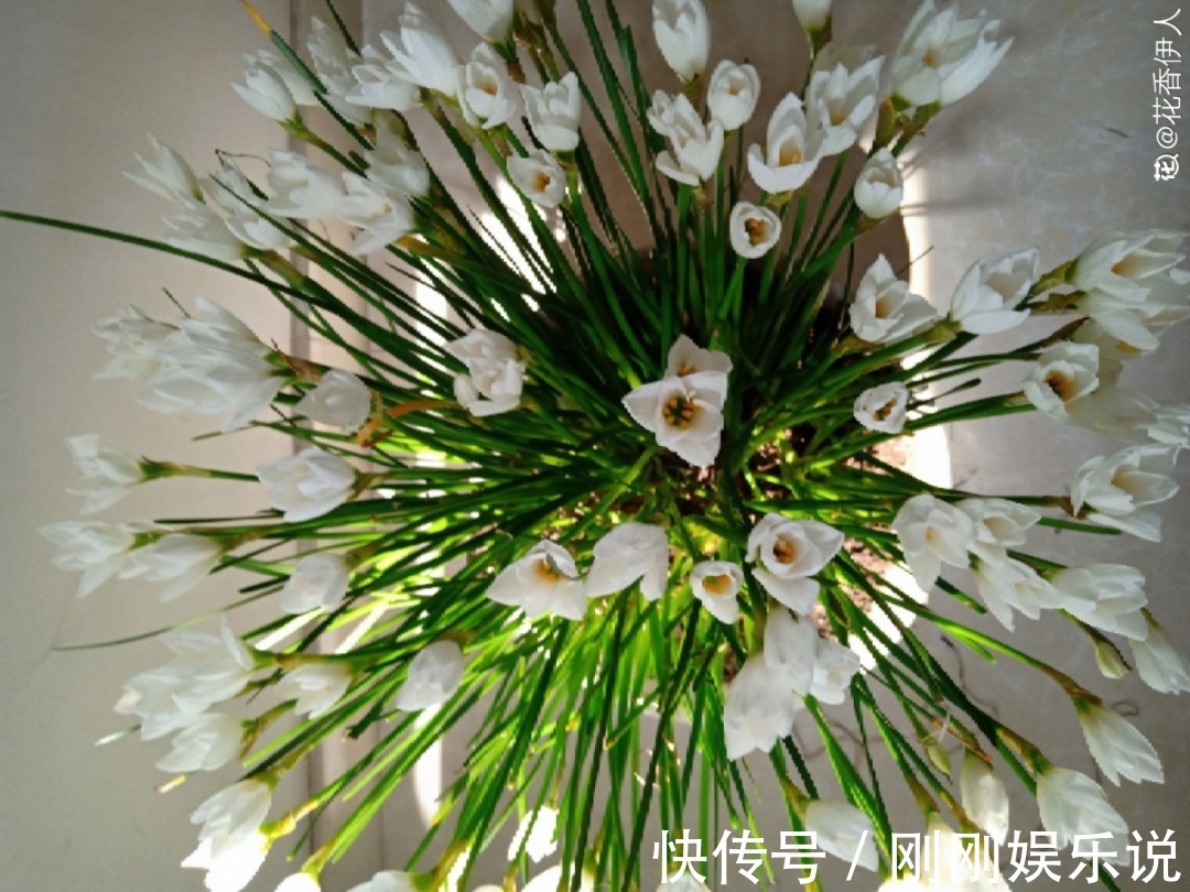 抗病、不招虫的天竺葵，屋里养一盆，开花一茬接一茬