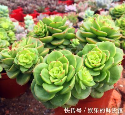 群生|多肉植物越长越丑?3个小技巧,上色美易爆盆,长成群生老桩!