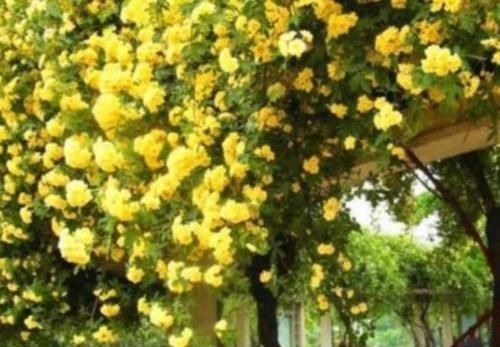 聪明人都养4种花，好养又漂亮，一开就是300多天！