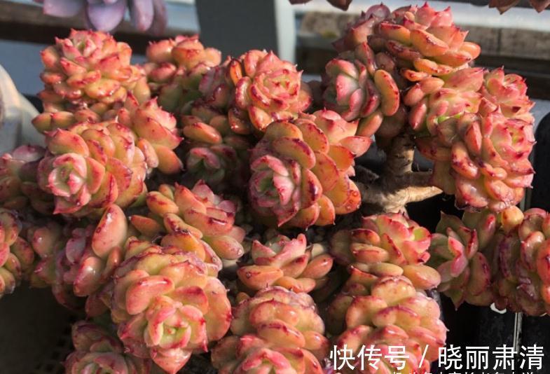 多肉蜡牡丹和红化妆,一个长得美却容易生病,一个好养但样貌差点