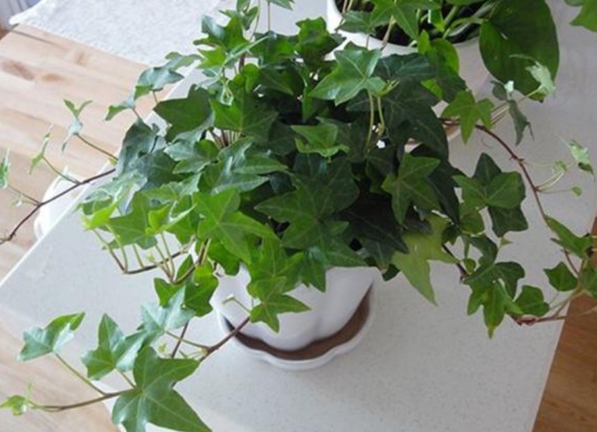 4种花,有“助眠”功效,提高睡眠质量,好养漂亮,越养越上瘾