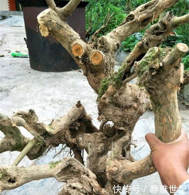 老农当柴烧的田埂“黄荆桩”,游客花50元买下,做成盆景真美