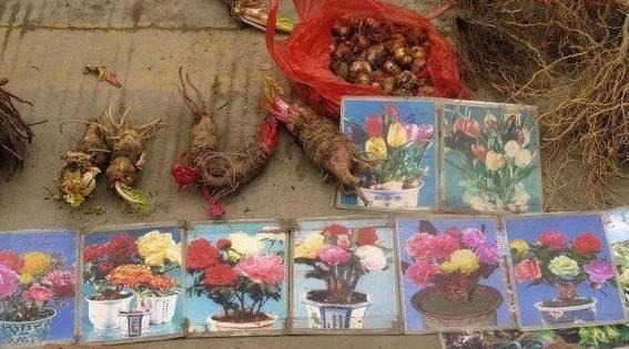 这5种花以后不要买了,很多人被坑了还不知道!