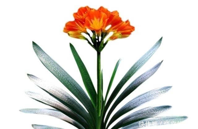 一直不生长、不开花的君子兰,他只用了两点,当年就开花几十朵!