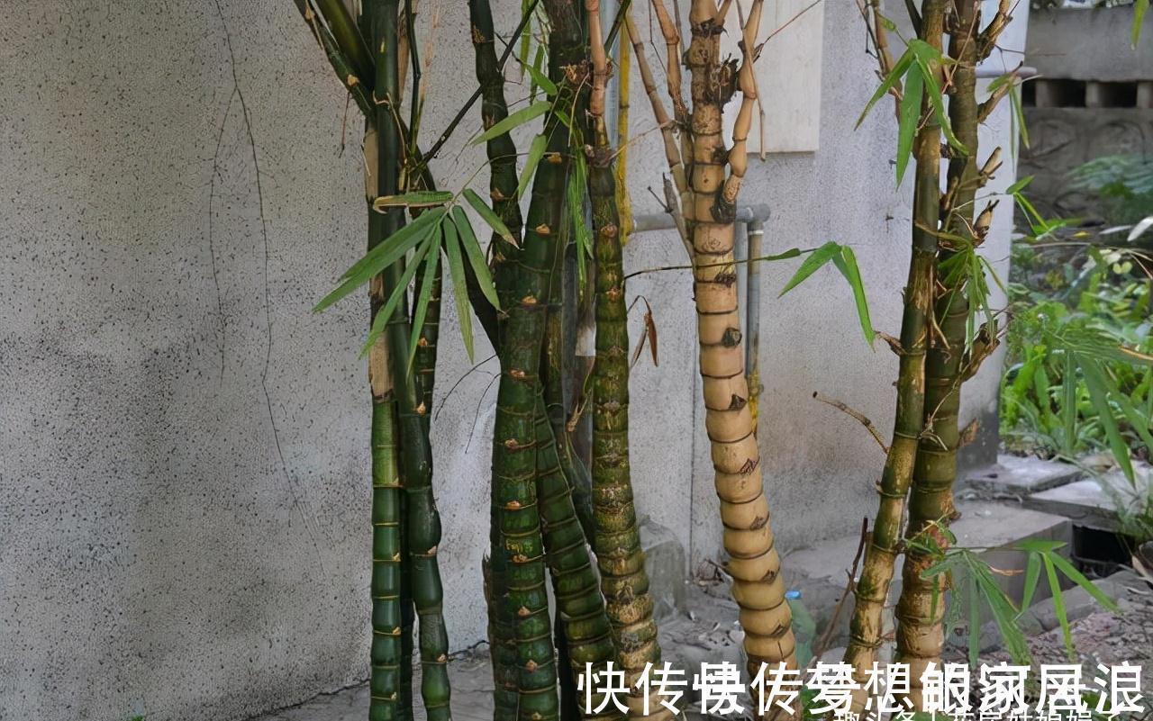 花盆|没有院子也能养好竹子,这几种竹子可以做成盆景养在室内