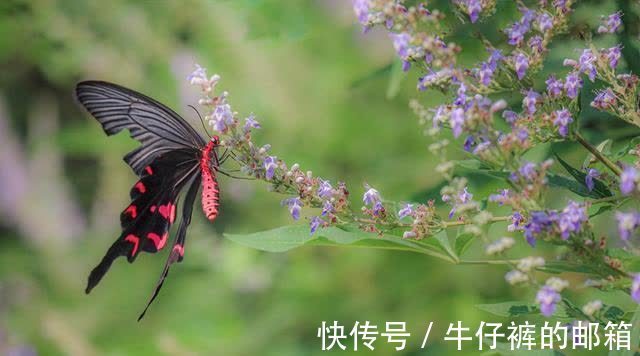 七言古诗#卢照邻诗一首，此诗是他的代表作，已是初唐七言古诗的代表作之一