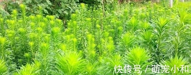 鲁西南|小时候经常见的17种植物，很熟悉却叫不上名字，现在终于知道了